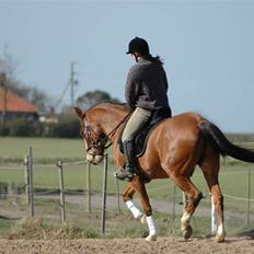 Anden særlig race Jack Dee