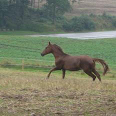 Knabstrupper Robino Heden *solgt*