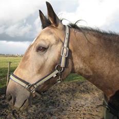 Anden særlig race Dundee