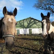 Anden særlig race Dundee