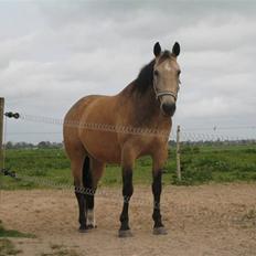 Anden særlig race Dundee