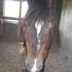 Welsh Cob (sec D) Talon Toreth *savnet*