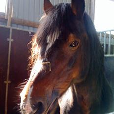 Welsh Cob (sec D) Talon Toreth *savnet*
