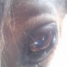 Welsh Cob (sec D) Talon Toreth *savnet*