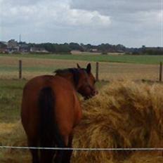 Traver barney *rider*