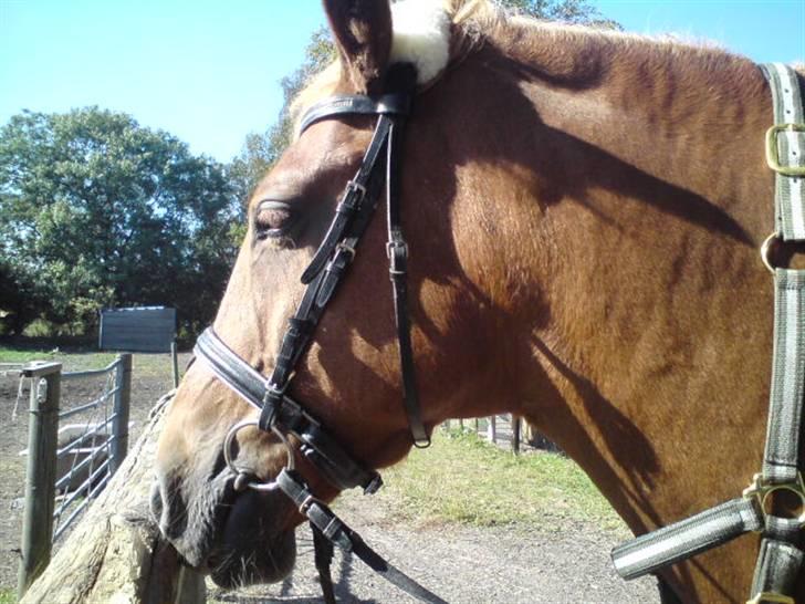 Anden særlig race Lukas  billede 10