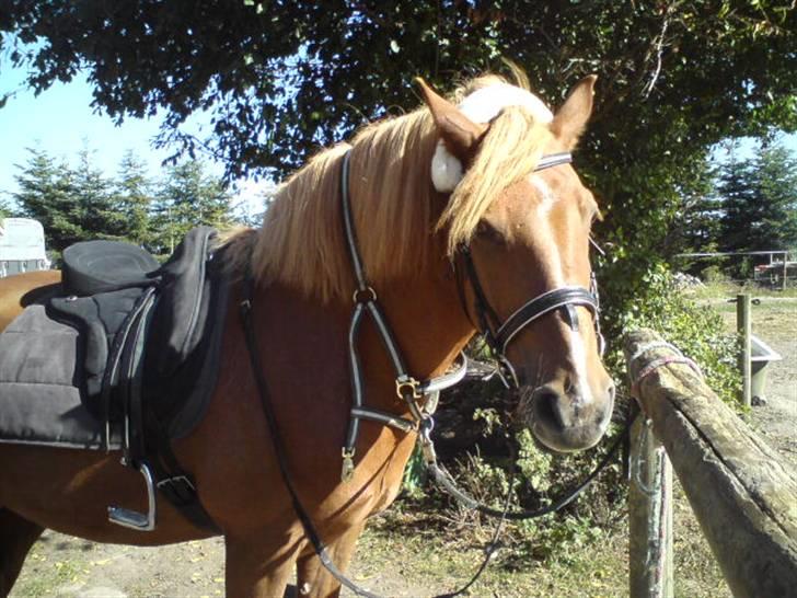 Anden særlig race Lukas  billede 11