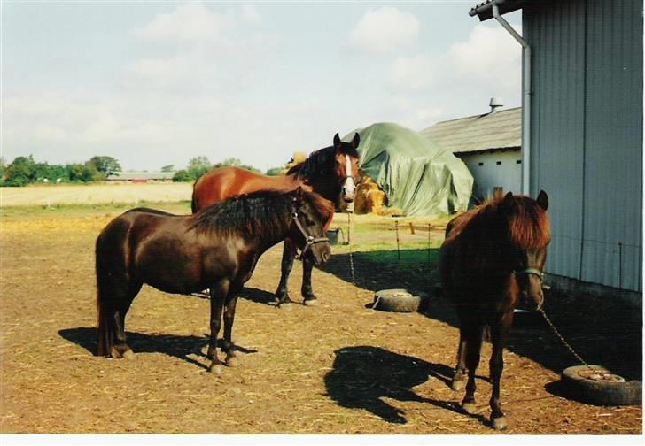 Gotlandsruss Afina - Afina, Bianca og Diablo. År 1995 billede 11