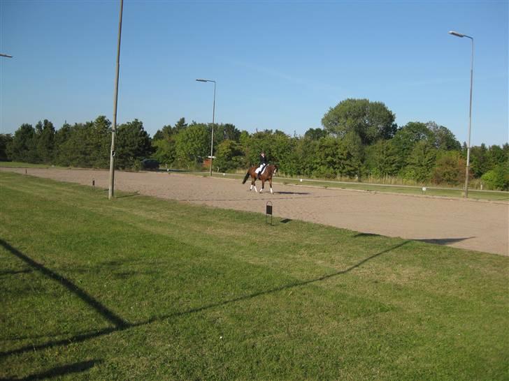 Dansk Varmblod Lavet billede 6