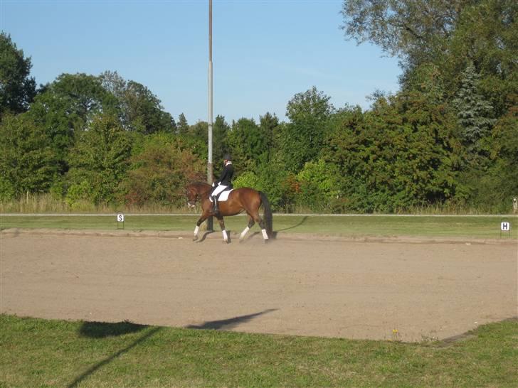 Dansk Varmblod Lavet billede 7