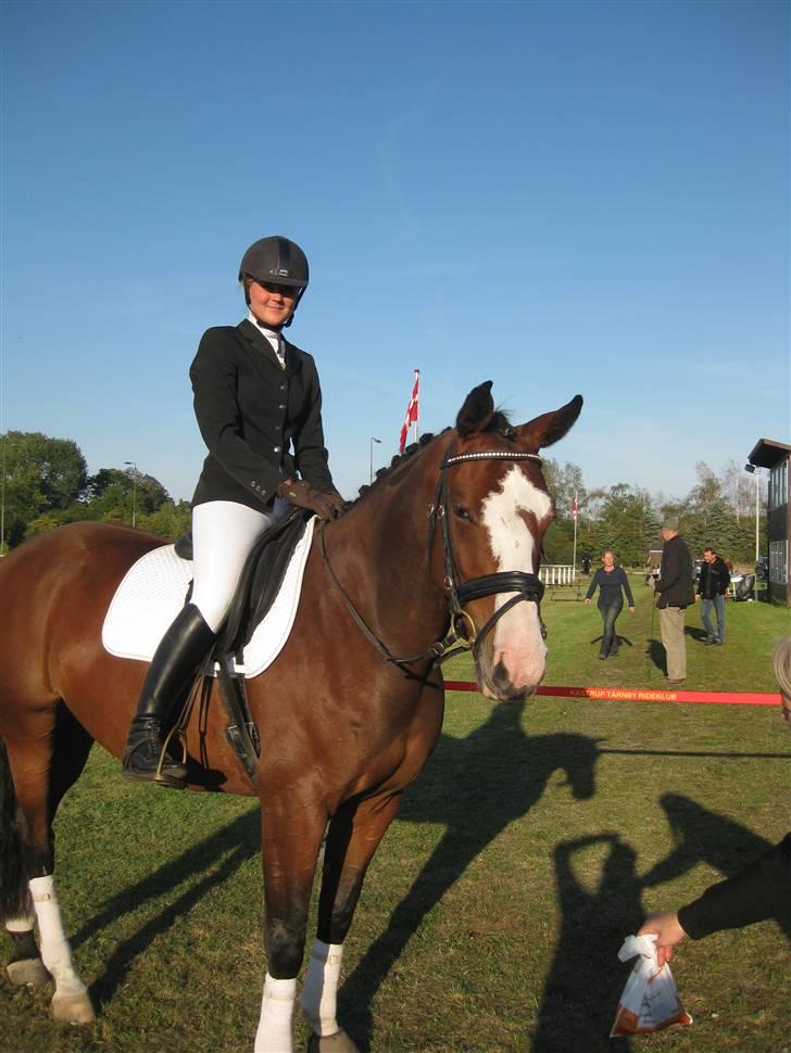 Dansk Varmblod Lavet - Er så stolt af min lille pro hest billede 8