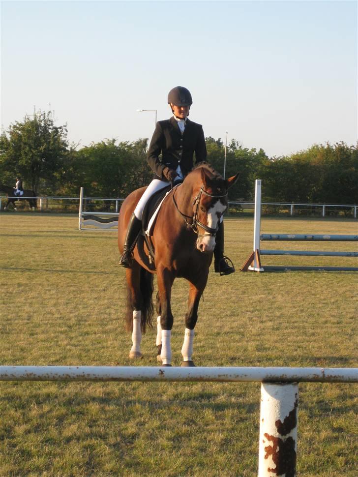 Dansk Varmblod Lavet billede 9