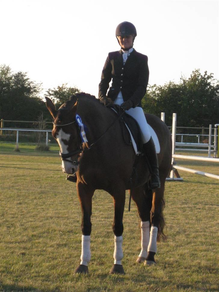 Dansk Varmblod Lavet billede 10