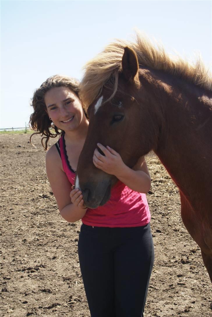 Islænder Sómi Fra Aaskoven (solgt) billede 15