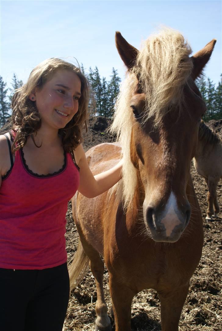 Islænder Sómi Fra Aaskoven (solgt) billede 16