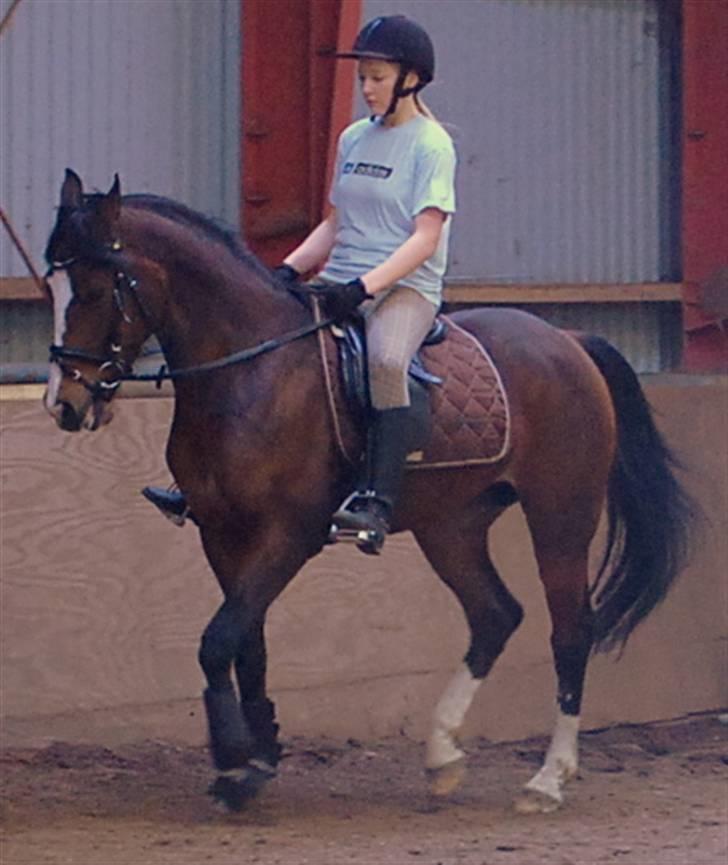 Anden særlig race Monsours Destiny C - SOLGT - Træning d. 28 Marts 2010 billede 6