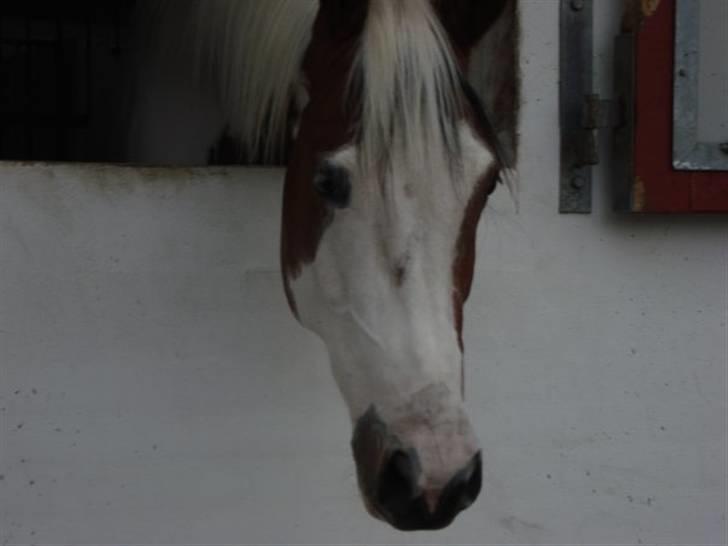 Pinto twister /mors hest/ - velkommen til twister´s profil! billede 1