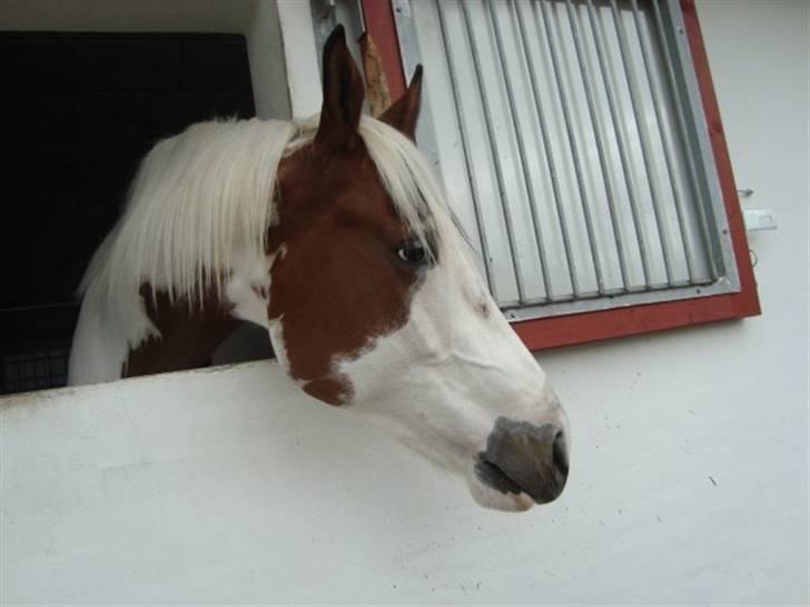 Pinto twister /mors hest/ billede 2