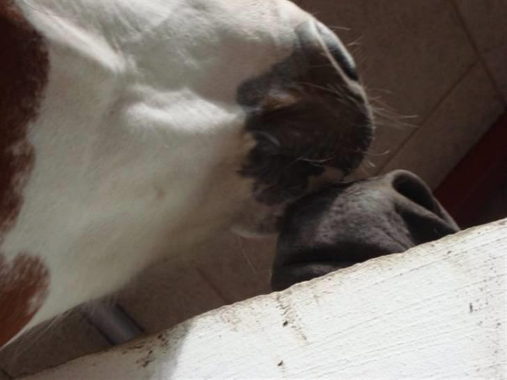 Pinto twister /mors hest/ billede 3