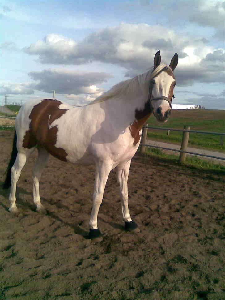 Pinto twister /mors hest/ billede 4