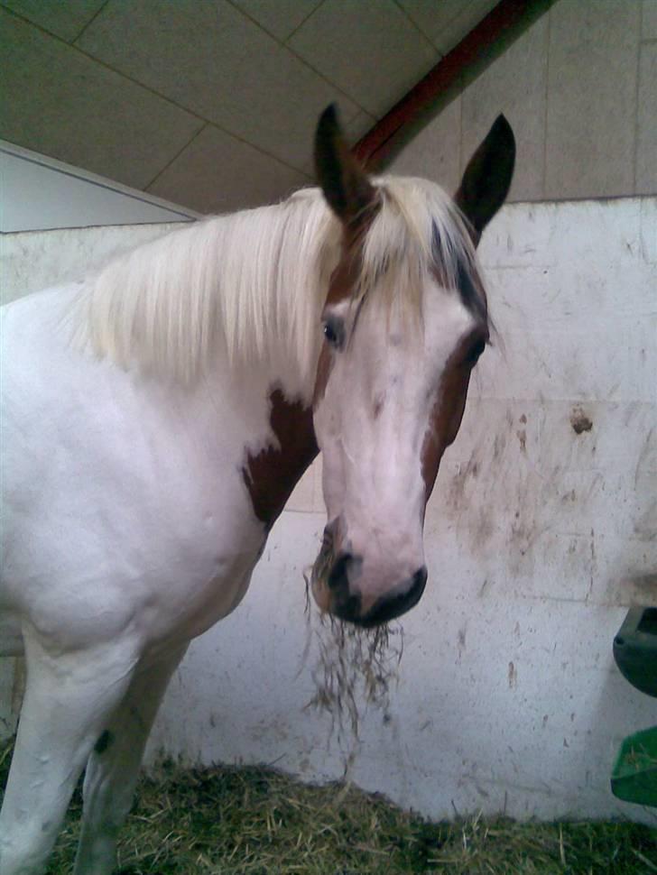 Pinto twister /mors hest/ billede 5