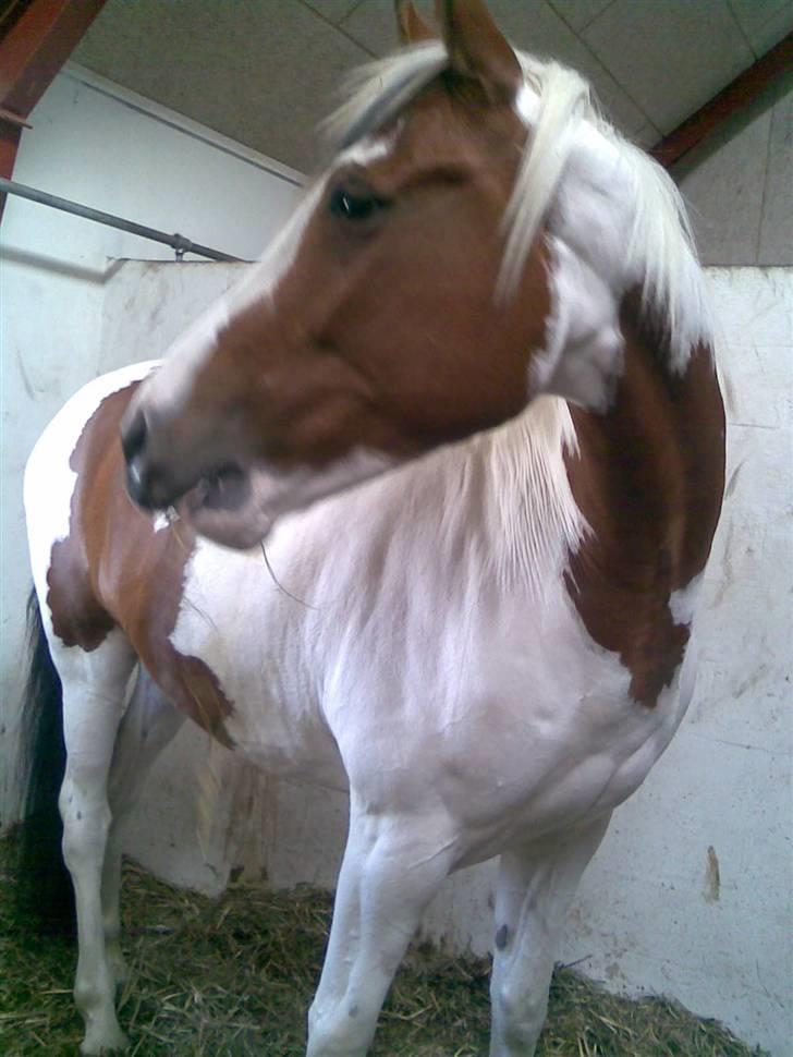 Pinto twister /mors hest/ billede 6