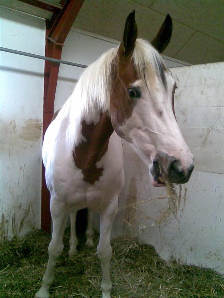 Pinto twister /mors hest/ billede 7