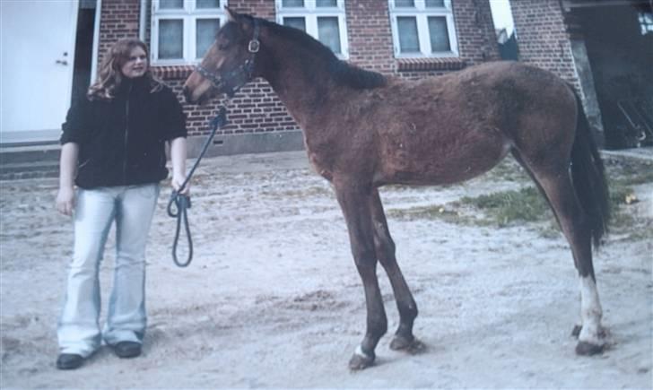 Anden særlig race Donna Cydinor - som følle :D billede 18