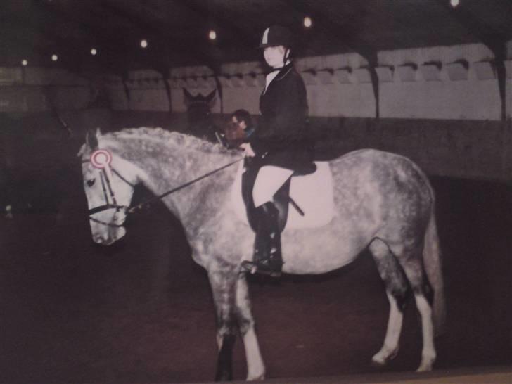 Dansk Varmblod Castella Høm - til stænve.. hun er lidt tyk, men det er fordi hun har føl i mavn (: billede 10