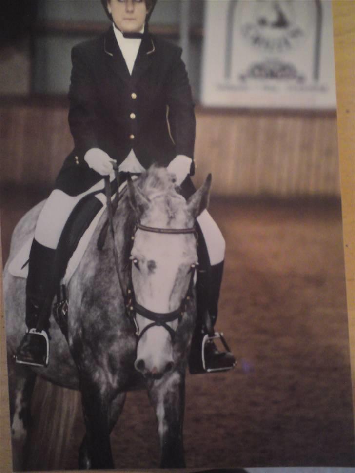 Dansk Varmblod Castella Høm - til stænve.. hun er lidt tyk, men det er fordi hun har føl i mavn billede 11