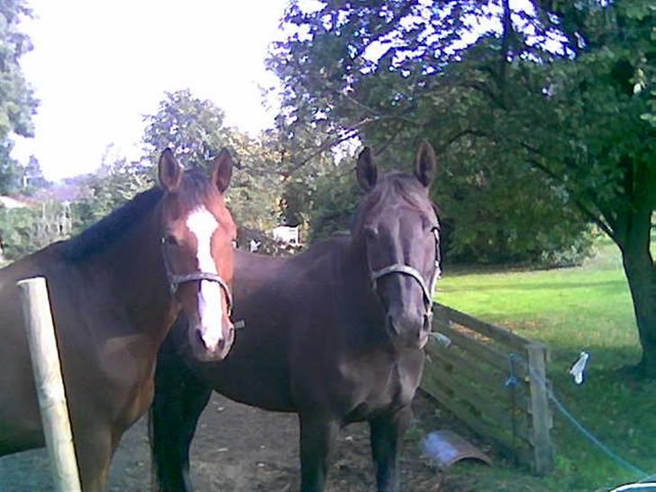 Oldenborg Møllestedets Highlight HIMMELHEST - Dejlige børn billede 5