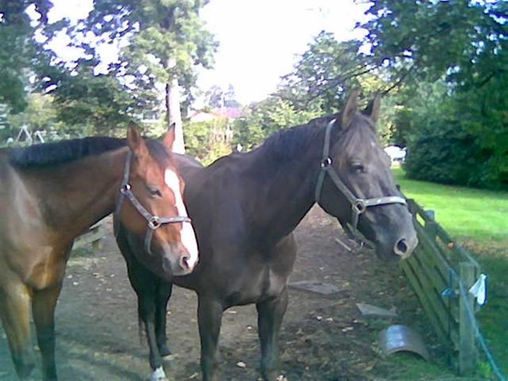 Oldenborg Møllestedets Highlight HIMMELHEST - Ikke ligefrem morgenfriske billede 6