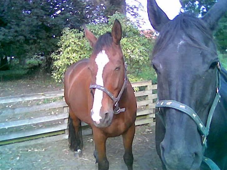 Oldenborg Møllestedets Highlight HIMMELHEST - Doven dyr billede 7