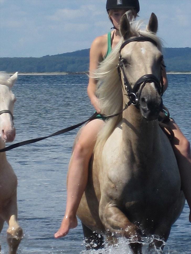 Palomino Frønsen - min vandhund ;) billede 11