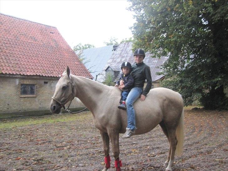 Palomino Frønsen - Min dejlige hest og lille Erik sommen med mig på Frønsen<33 billede 13