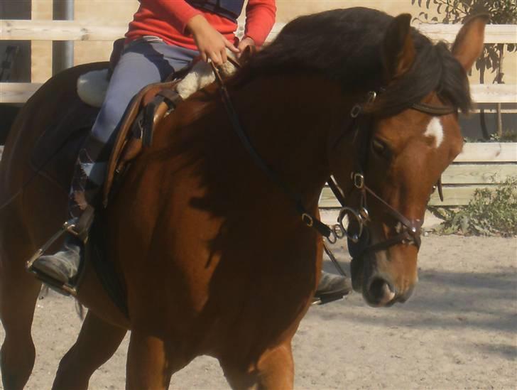 Anden særlig race Zarahby  - springopvarmning. foto: tillo billede 8