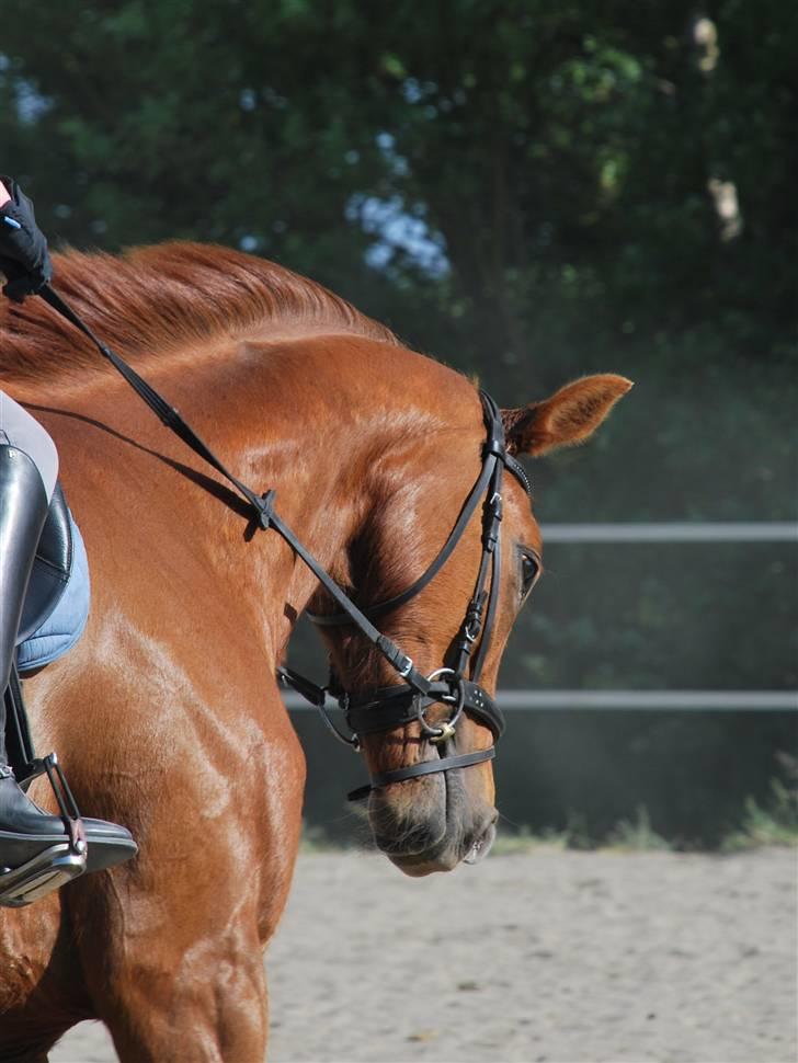 Dansk Varmblod San Marino (2004-2011) - Foto: Karen B. Therkelsen billede 17