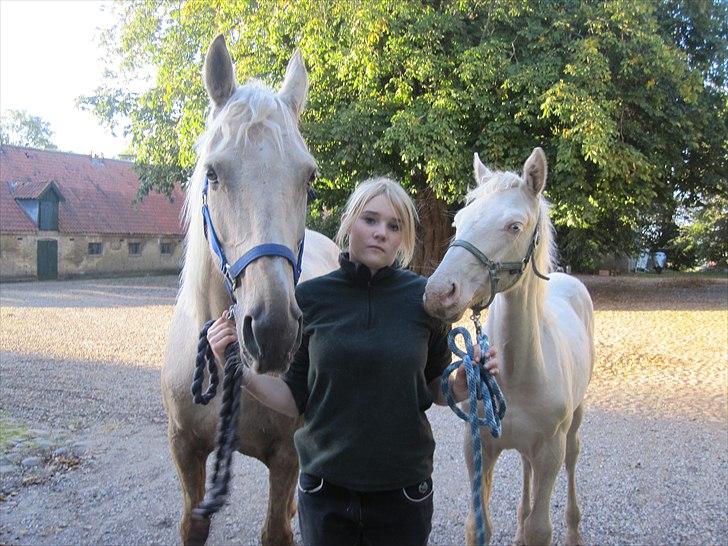 Palomino Frønsen - min dejlige hest og hendes føl Buzzy billede 15