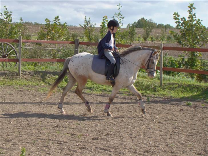 Anden særlig race Quality Amanda billede 3