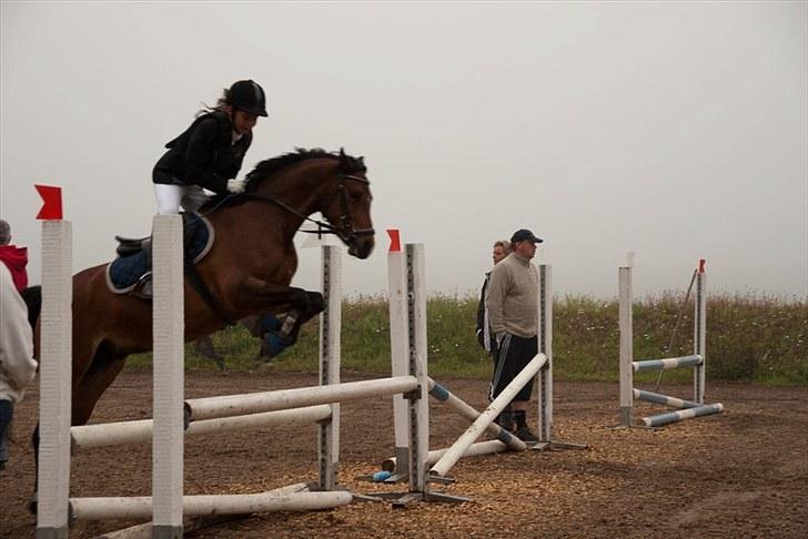 Welsh Pony (sec B) Bjerregårds Sergeant *solgt* - Så springer vi (: billede 7