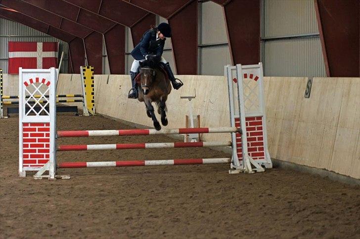 Welsh Pony (sec B) Bjerregårds Sergeant *solgt* - Boller Rideklub.Skøre pony ;D billede 8