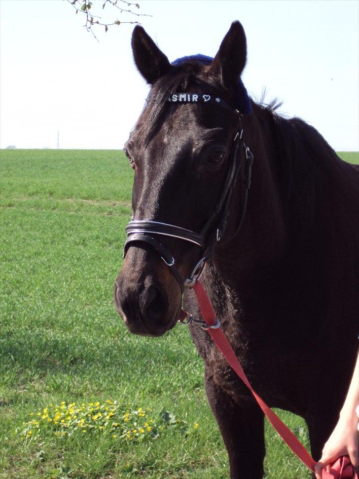 Anden særlig race Kasmir  - If there ever comes a day when we can't be together keep me in your heart, I'll stay there forever!<3

 - forår 2011 fotograf: moar billede 1