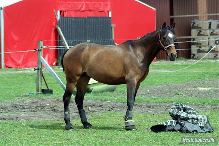 Anden særlig race Jessie Z (GAMLE PART )RIP - Sød det er du nu;D A FOTO billede 11