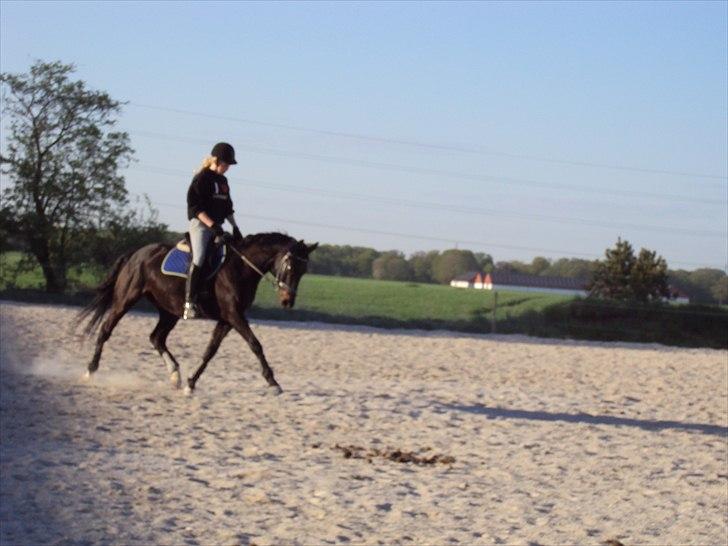 Anden særlig race Kasmir  - De hestemennesker der synes at ridning med bid er dyreplageri, er i bund og grund selv dyreplagere - I deres øjne MÅ det da være endnu mere synd at holde heste fanget i bure og små indhegninger?

trænning forår 2011 -øgning.. fotograf: Julie billede 2