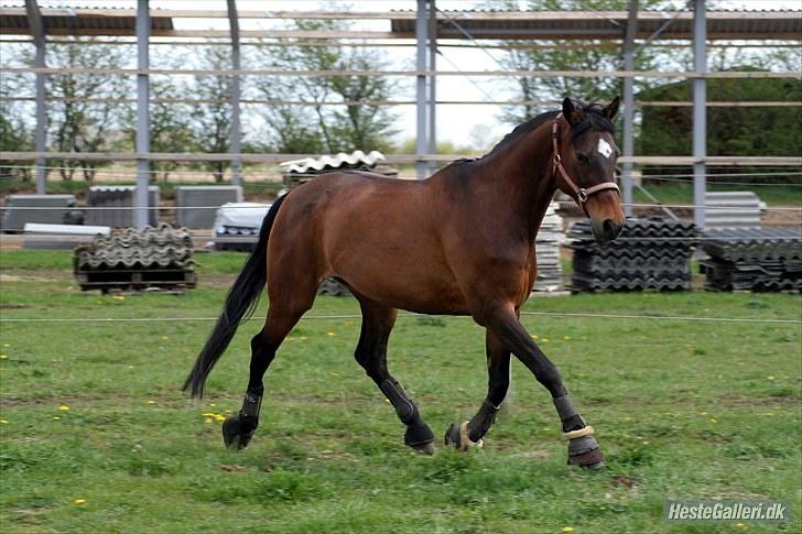 Anden særlig race Jessie Z (GAMLE PART )RIP - Trav lækker. A FOTO billede 15