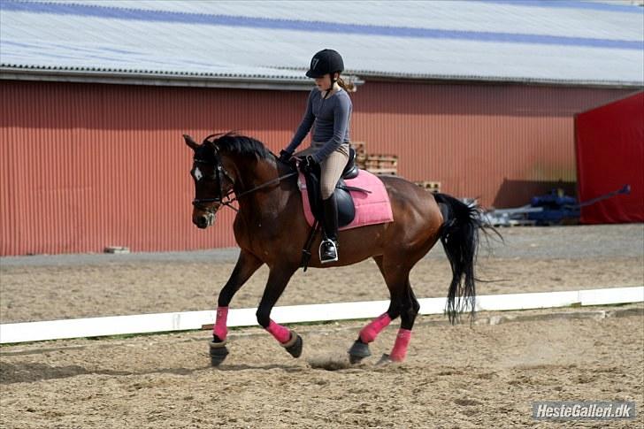 Anden særlig race Jessie Z (GAMLE PART )RIP - Galop. Træning d. 2 maj 2010 . A FOTO billede 16