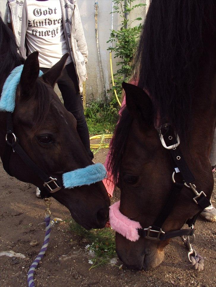 Anden særlig race Kasmir  - "If you love something, set it free.
If it comes back, it is yours.
If it doesn't, it never was."

Kasmir og Chili <3 de er så søde sammen (: efterår 2010 foto: mig billede 3