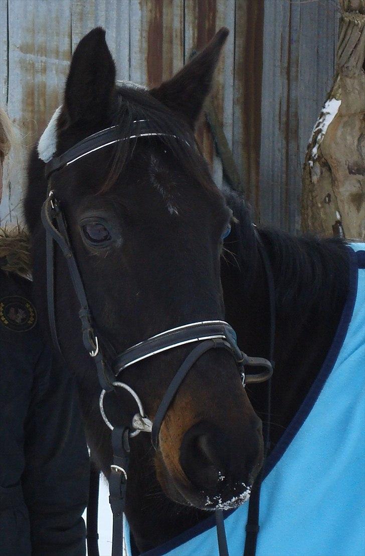 Anden særlig race Kasmir  - Sne kan falde, sne kan tø, men vores vendskab vil aldrig dø!

min smukke prins<3 vinter 2009.. -foto: mor billede 4