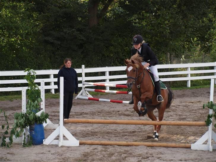 Hollandsk Sportspony Charon R.I.P d.1/3-11 - ***NYT*** Holdspring<33 billede 14