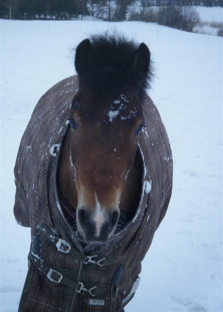 Anden særlig race Casio - solgt - pony i sne:) billede 17